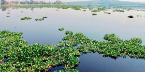 Aparece plaga que mata peces en el río Corona