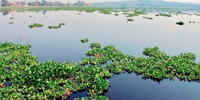 Aparece plaga que mata peces en el r&iacute;o Corona