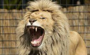 Muere tras ser atacado por le&oacute;n en un zool&oacute;gico; quer&iacute;a una selfie