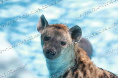 PROTEGE PERSONAL DEL ZOOL&Oacute;GICO A LOS ANIMALES DE LAS ALTAS TEMPERATURAS CON DIETAS FR&Iacute;AS