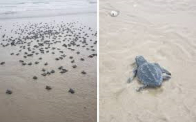 Liberan cr&iacute;as de tortugas en costas del sur de Tamaulipas