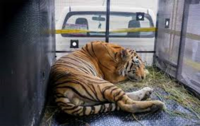 Tigre capturado en Reynosa ser&aacute; trasladado al Zool&oacute;gico de Tamat&aacute;n