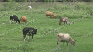 Se aligera sequ&iacute;a con ca&iacute;da de lluvias para Ganaderos