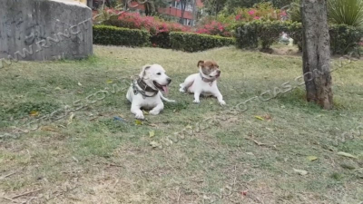 Piden atenci&oacute;n en mascotas para prevenir pulgas y garrapatas