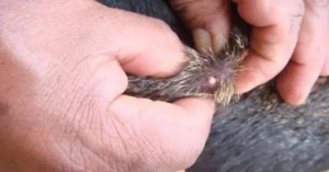 Victoria elevar&iacute;a a 3 casos de Gusano Barrenador; uno ser&iacute;a en un perro: SDR