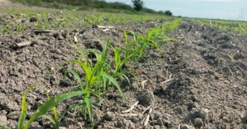 Lento avance marca la siembra del O-I 25-26 en el norte de Tamaulipas