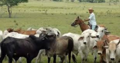 Cae 60% el sector pecuario por falta de vaqueros: UGRT