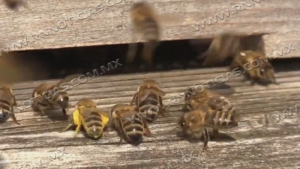Aumenta aparici&oacute;n de enjambres de abejas por calor en Nuevo Laredo