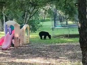 Oso provoca movilizaci&oacute;n en carretera de NL