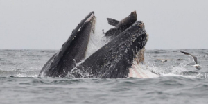 Ballena jorobada se &ldquo;traga&rdquo; a pescador y logra salir vivo de milagro
