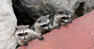 Patronato no recibe recursos del gobierno para cuidado de mapaches de Miramar