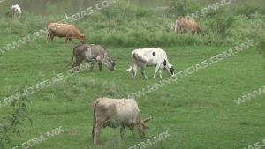 Campo beneficiado con caída de lluvias