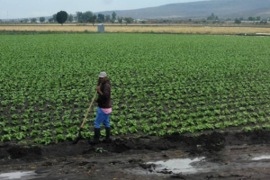 Lluvias dan respiro a productores del norte de Tamaulipas