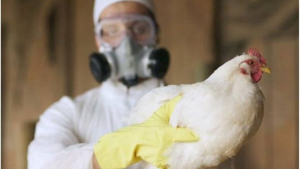Guatemala declara alerta sanitaria tras detectar casos de influenza aviar