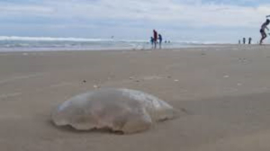 Inusual Aparici&oacute;n de Medusas en Zona Norte de Playa Miramar