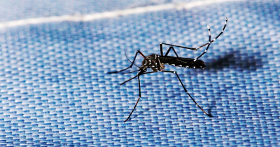 En análisis cinco casos sospechosos de dengue en Tampico y Ciudad Madero