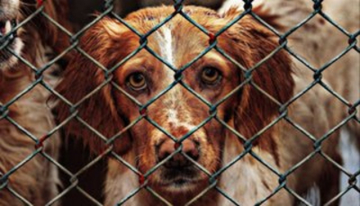 Multar&iacute;an con 15 mil pesos el maltrato animal