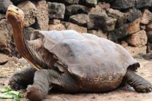 Mueren 9 personas tras comer carne de tortuga; 8 eran ni&ntilde;os