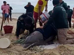 Polic&iacute;as de Yucat&aacute;n salvan a delf&iacute;n varado en la playa; lo regresan al mar