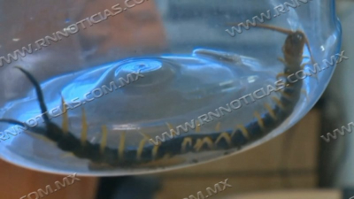 Altas temperaturas aumenta aparici&oacute;n de animales ponzo&ntilde;osos