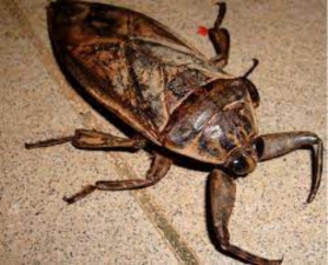 Aparecen enormes cucarachas de agua en Altamira