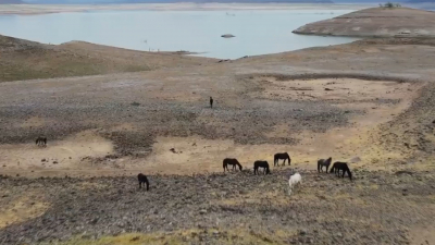 VIDEO Ganaderos afectados por falta de lluvia en la regi&oacute;n