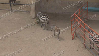 Zoológico de Nuevo Laredo celebra nacimientos de varias especies; destaca una cría de cebra