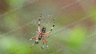 En temporada invernal tambi&eacute;n est&aacute;n presentes animales ponzo&ntilde;osos
