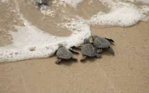 Tamaulipas alcanz&oacute; a liberar 150 mil cr&iacute;as de tortuga lora