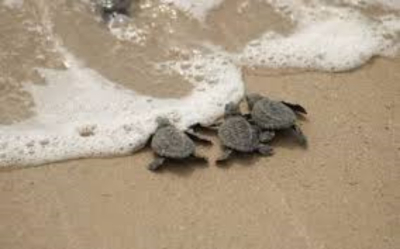 Tamaulipas alcanz&oacute; a liberar 150 mil cr&iacute;as de tortuga lora