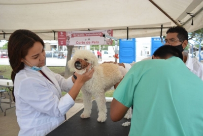 LLEGA BRIGADA DE ATENCI&Oacute;N VETERINARIA A LA COLONIA LAS TORRES