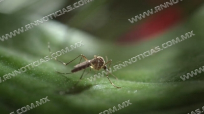 Prevén aumento de casos de dengue por lluvias pasadas