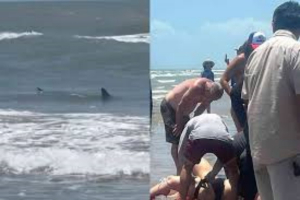 Tibur&oacute;n ataca a dos personas en la Isla del Padre