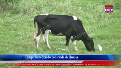 VIDEO Campo beneficiado con ca&iacute;da de lluvias