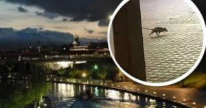 Extra&ntilde;o animal es captado corriendo durante la noche en Monterrey