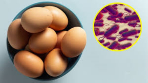 Canad&aacute; emite alerta sanitaria por huevo contaminado con salmonela