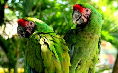 Festival de la Guacamaya en Tamaulipas, conoce el programa