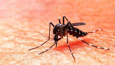 Alerta: suben los casos de dengue