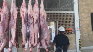 Baja sacrificio en Rastro municipal por gastos de &uacute;tiles escolares