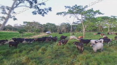 Ganaderos registraron buena captaci&oacute;n de agua con lluvia pasadas