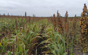 Producci&oacute;n de sorgo no fue lo que se esperaba