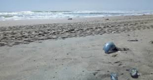 Rescatan 40 tortugas verdes en playas de Tamaulipas