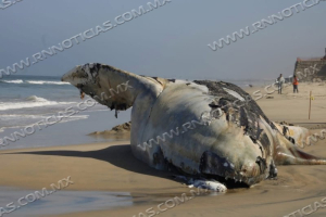 ENCUENTRAN ENORME BALLENA MU3RT4 EN LAS PLAYAS DE TIJUANA