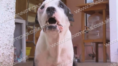 Sector salud trabaja para la disminuci&oacute;n de ataques de perros