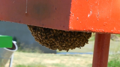 VIDEO Empieza aparici&oacute;n de enjambres de abejas en Nuevo Laredo