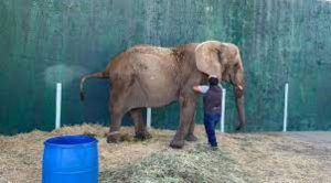 Elefanta Annie sigue viviendo encadenada; exigen reubicaci&oacute;n a Profepa y Semarnat