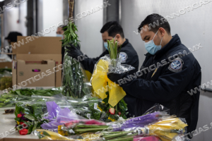 CBP trabaja para garantizar que las flores del Día de San Valentín estén libres de plagas