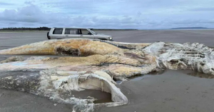 Descubren enorme cadáver de misteriosa criatura marina en playa de Reino Unido