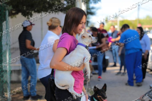 INICI&Oacute; CUARTA CAMPA&Ntilde;A GRATUITA DE ESTERILIZACI&Oacute;N CANINA Y FELINA