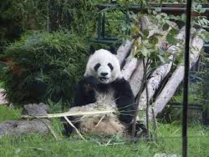 Restaurante que vende ajolote frito tambi&eacute;n ofrece tortuga y oso panda